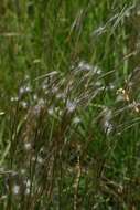 Image of Andropogon eucomus Nees