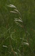 Image of Large silver grass