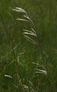 Imagem de Andropogon eucomus subsp. huillensis (Rendle) Sales