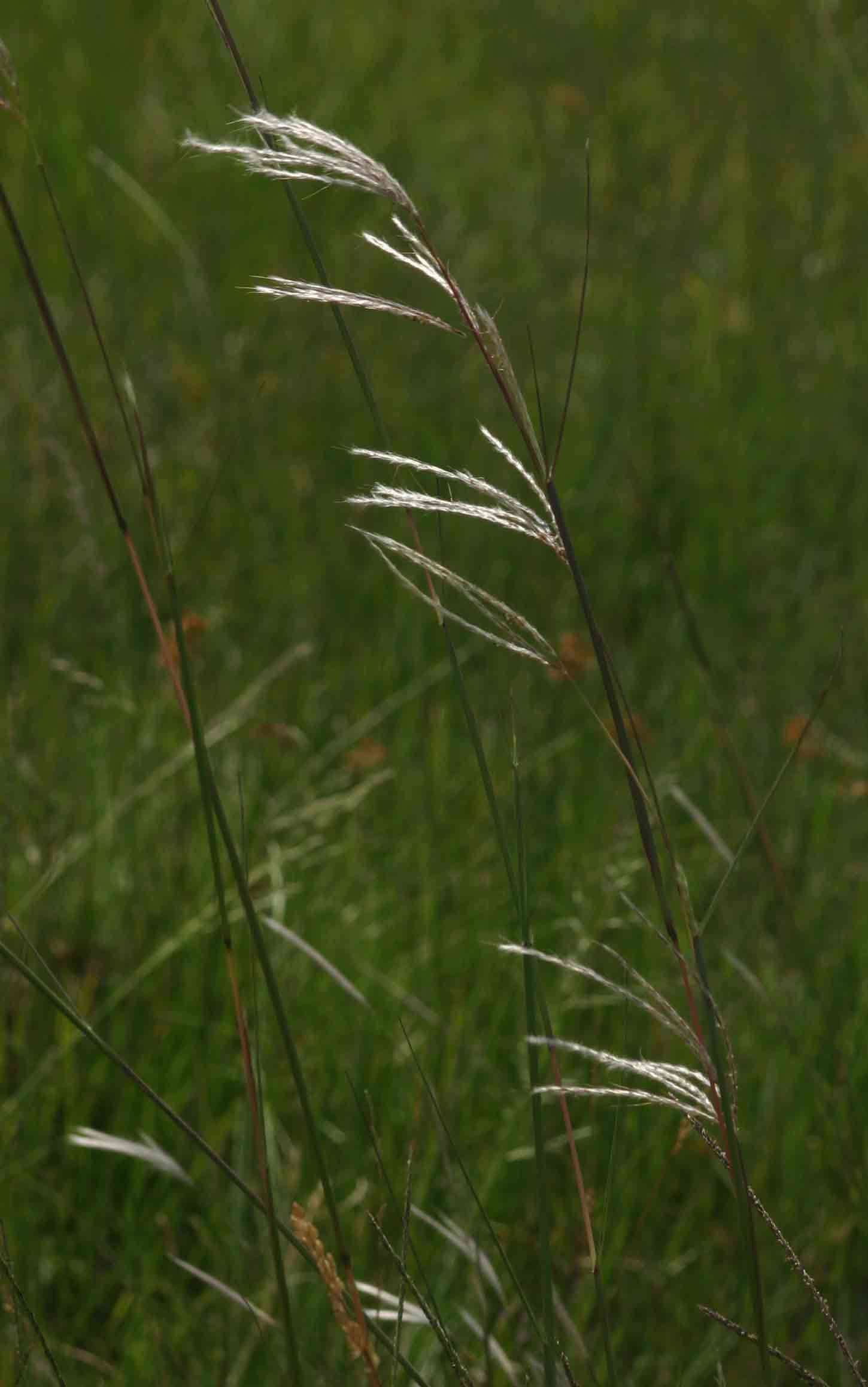 Sivun Andropogon eucomus subsp. huillensis (Rendle) Sales kuva