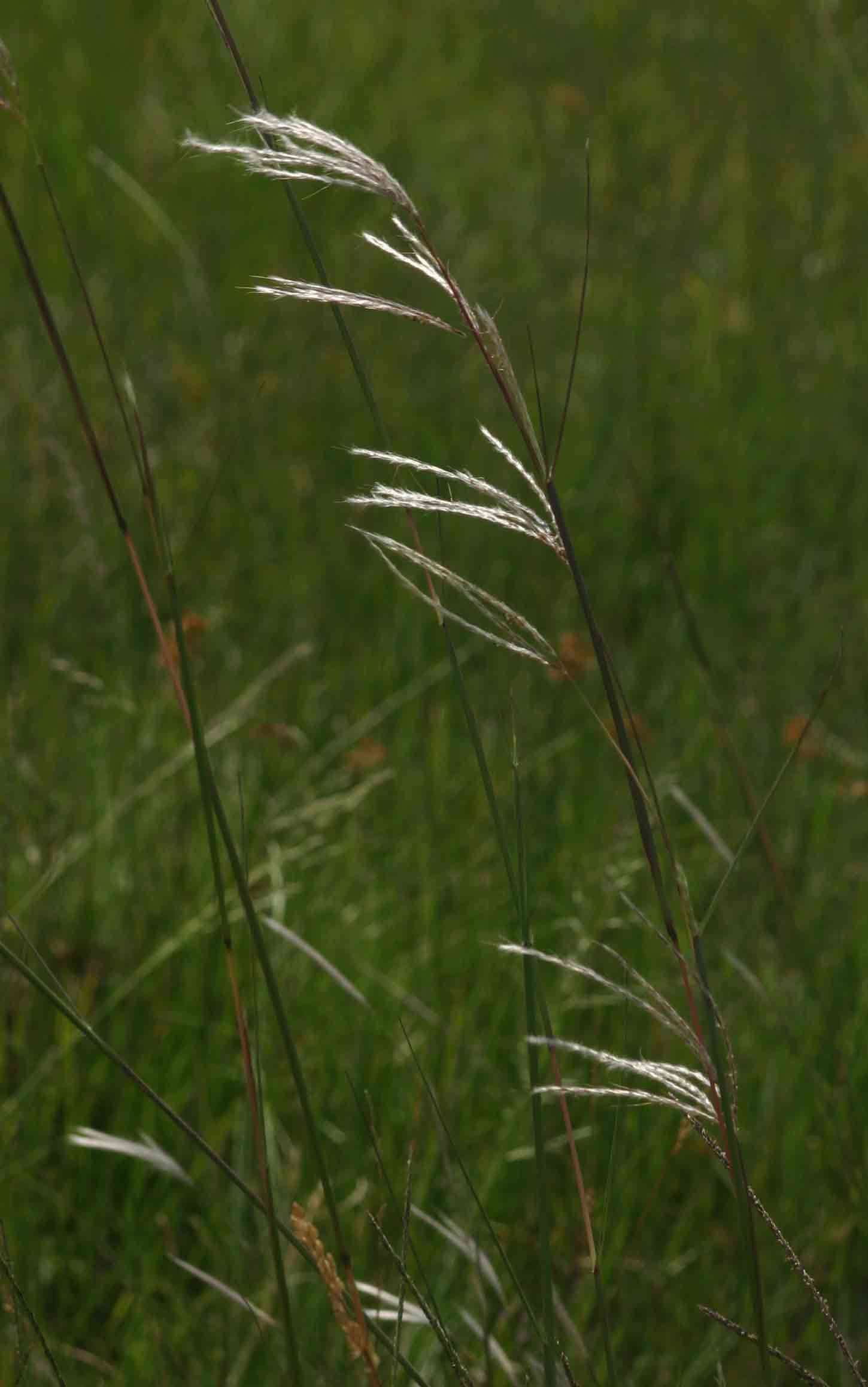 Image of Large silver grass