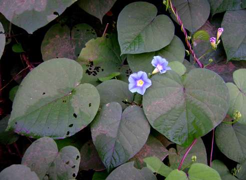 Image of Ipomoea parasitica (Kunth) G. Don