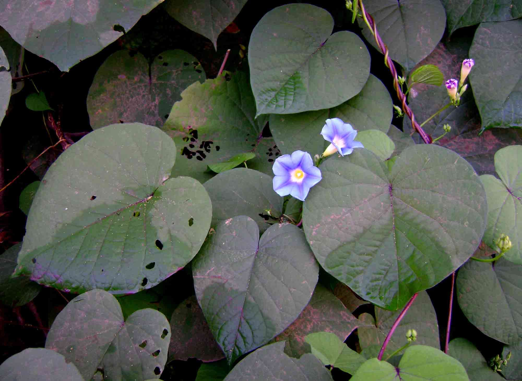 Image of Ipomoea parasitica (Kunth) G. Don
