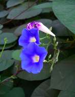 Image of Ipomoea parasitica (Kunth) G. Don