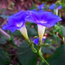 Image of Ipomoea parasitica (Kunth) G. Don