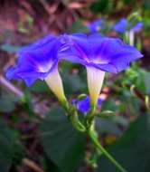 Imagem de Ipomoea parasitica (Kunth) G. Don