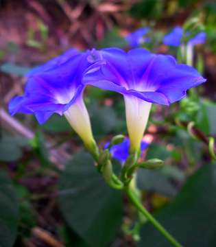 Image of Ipomoea parasitica (Kunth) G. Don