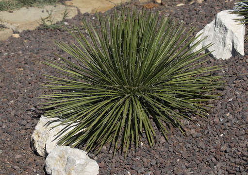 Agave geminiflora (Tagl.) Ker Gawl. resmi