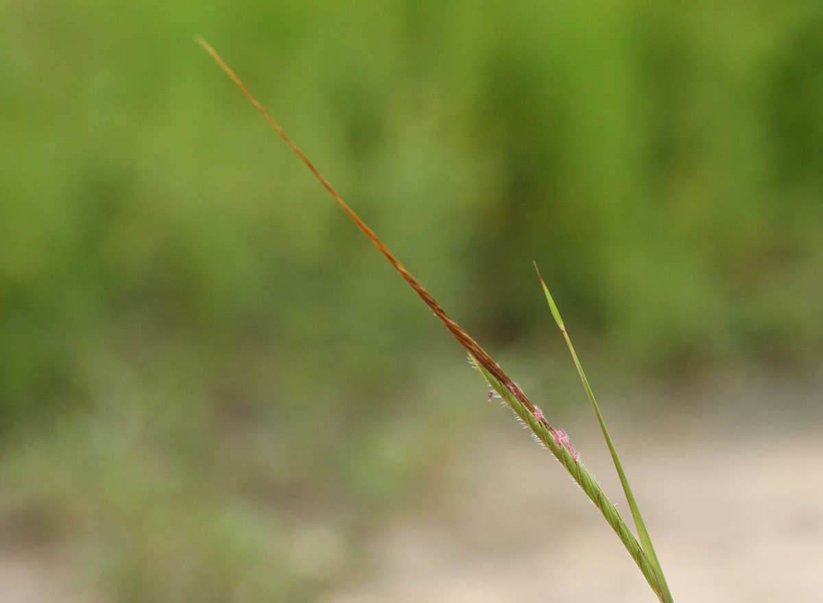 Слика од Heteropogon