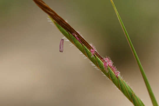 Imagem de Heteropogon