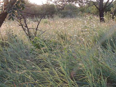 Слика од Heteropogon