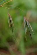 Image of kangaroo grass