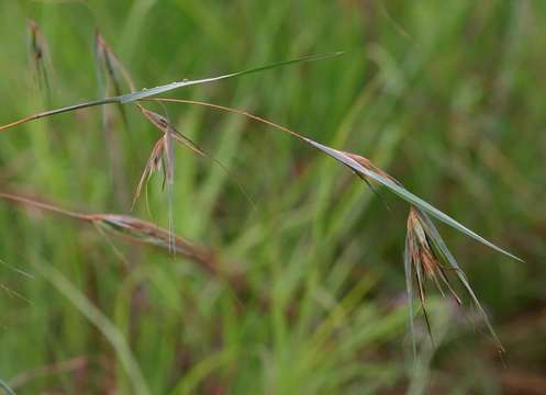 Image of kangaroo grass