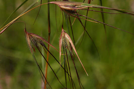 Image of kangaroo grass