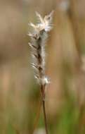 Image of balsamscale grass