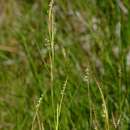 Image of limpograss