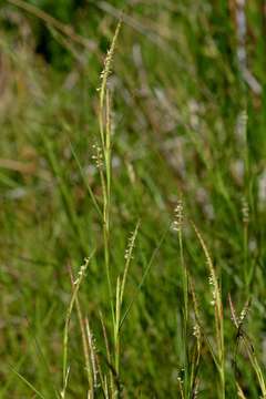 Image of jointgrass