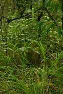 Image of itchgrass