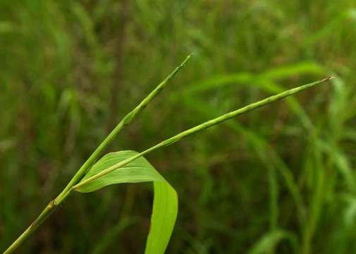 Image of itchgrass