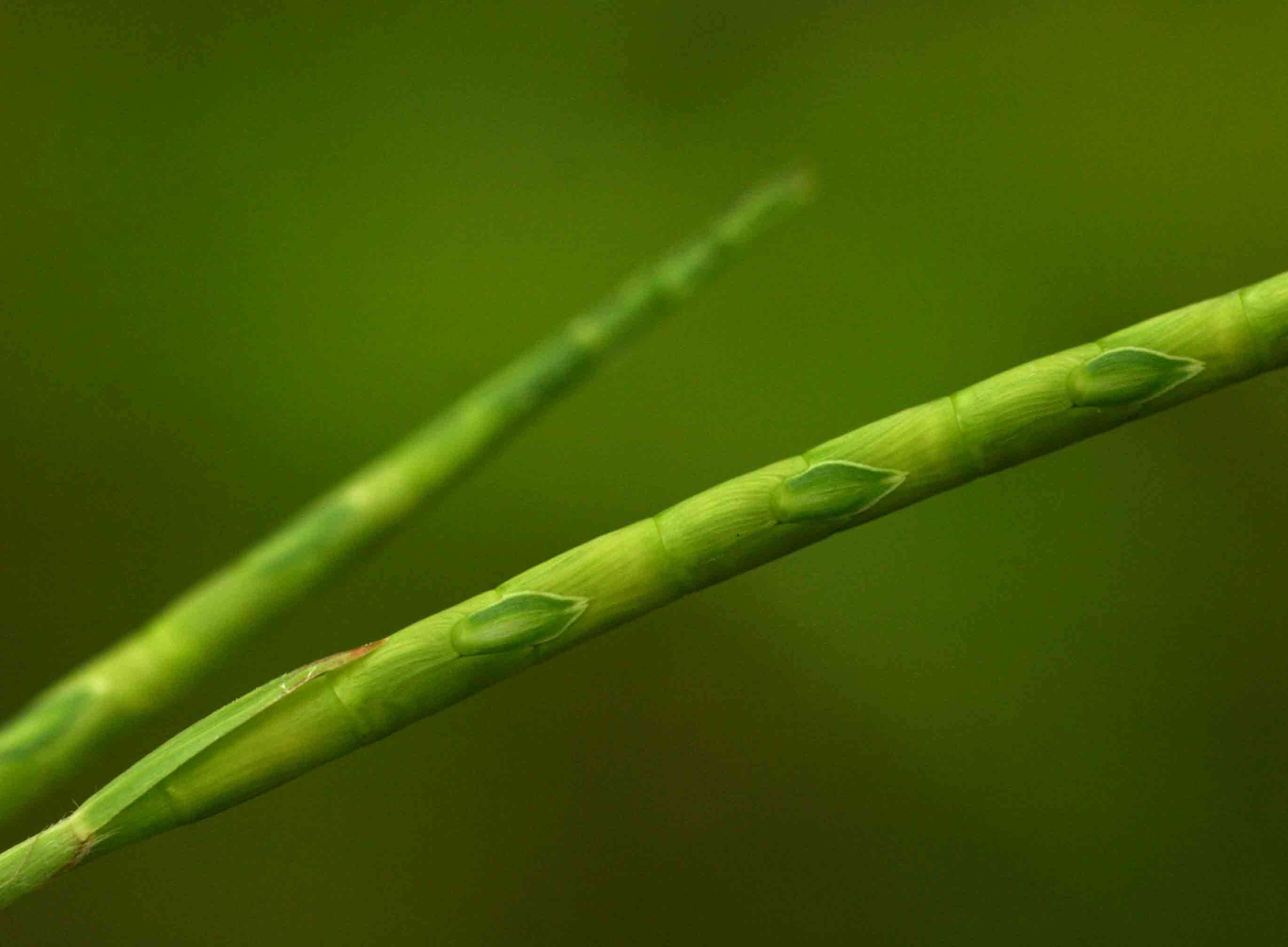 Image of itchgrass