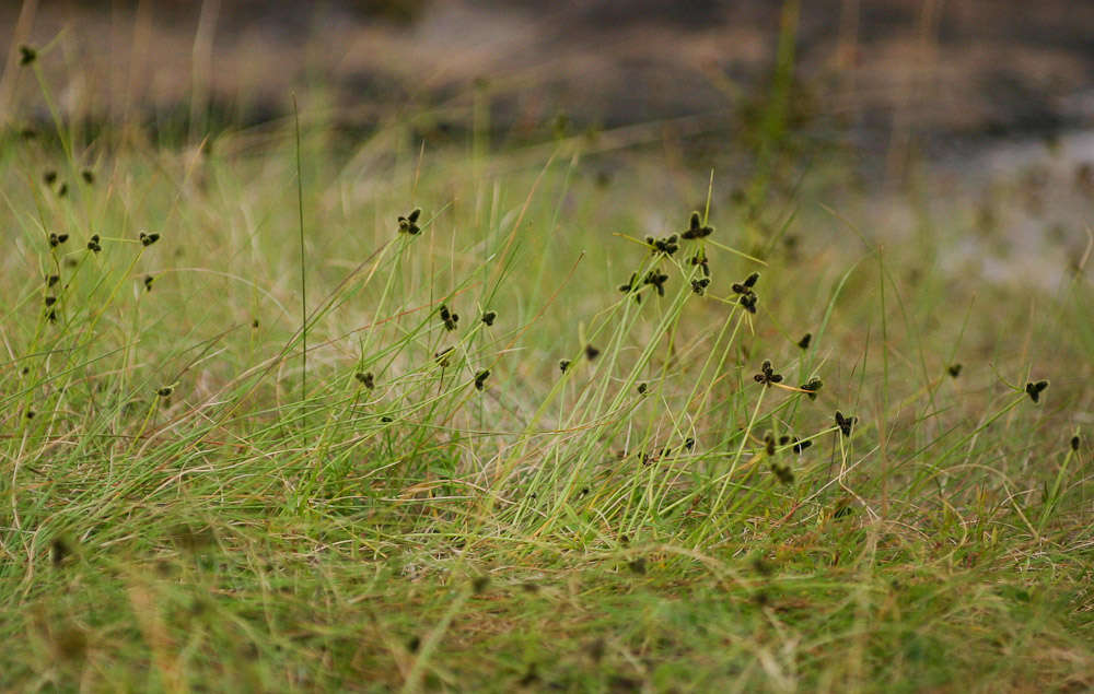 Image of Cyperus persquarrosus T. Koyama