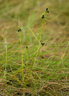 Imagem de Cyperus persquarrosus T. Koyama