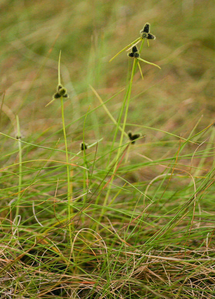 Imagem de Cyperus persquarrosus T. Koyama