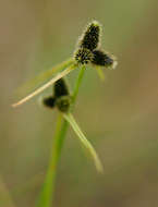 Image of Cyperus persquarrosus T. Koyama