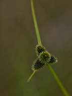 Imagem de Cyperus persquarrosus T. Koyama