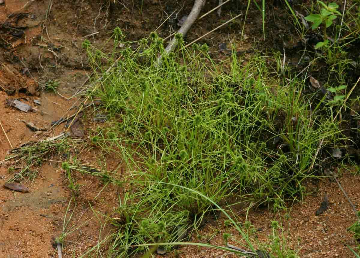 Imagem de Cyperus hystricoides (B. Nord.) Bauters