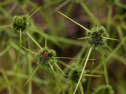 Imagem de Cyperus hystricoides (B. Nord.) Bauters