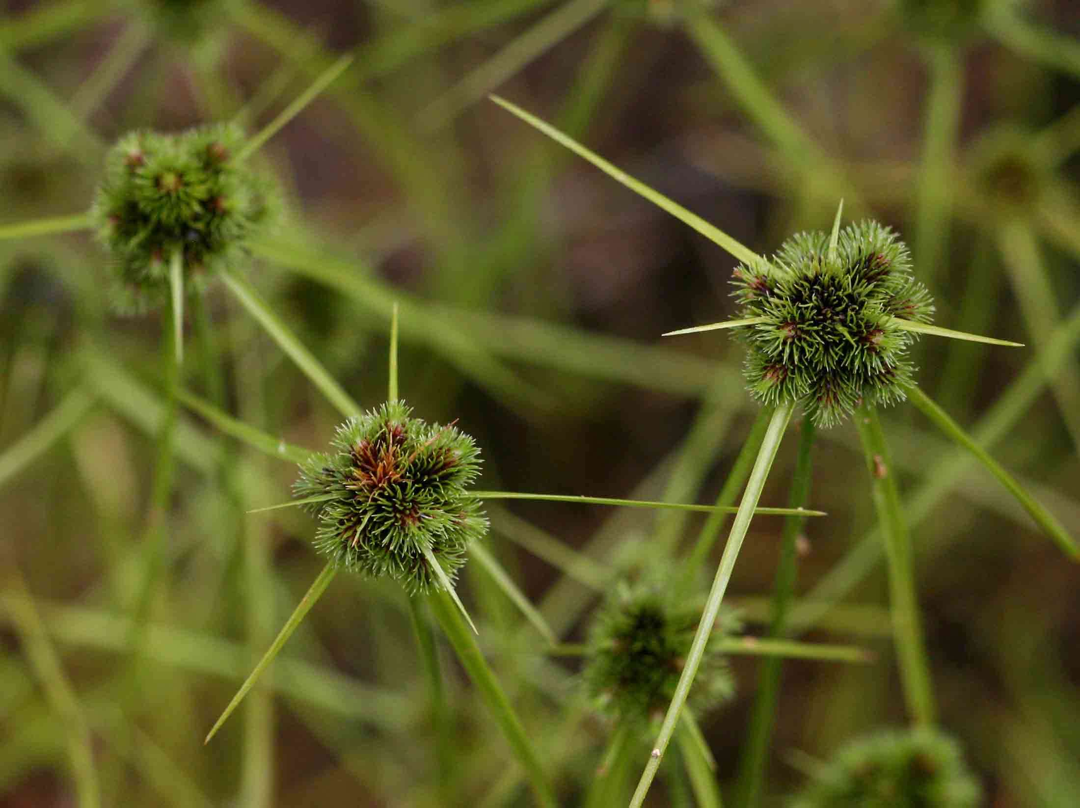 Sivun Cyperus hystricoides (B. Nord.) Bauters kuva