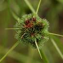 Cyperus hystricoides (B. Nord.) Bauters的圖片