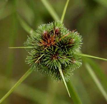 Imagem de Cyperus hystricoides (B. Nord.) Bauters