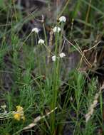 Image of Cyperus ascocapensis Bauters