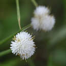 Image of Cyperus ascocapensis Bauters