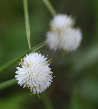 Image of Cyperus ascocapensis Bauters