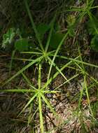 Imagem de Cyperus albostriatus Schrad.