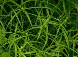 Imagem de Cyperus albostriatus Schrad.