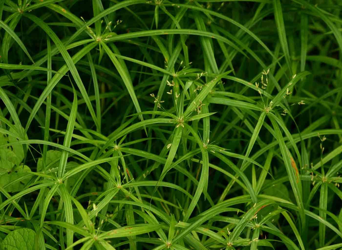 Imagem de Cyperus albostriatus Schrad.