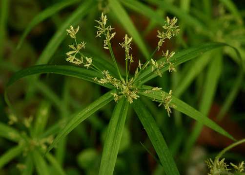 Imagem de Cyperus albostriatus Schrad.