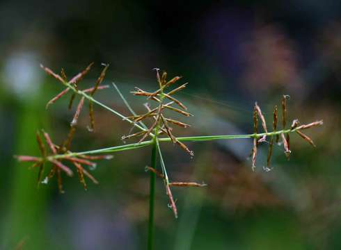 Image of Piedmont flatsedge