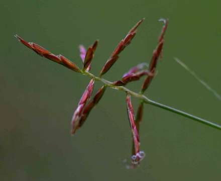 Image of Piedmont flatsedge