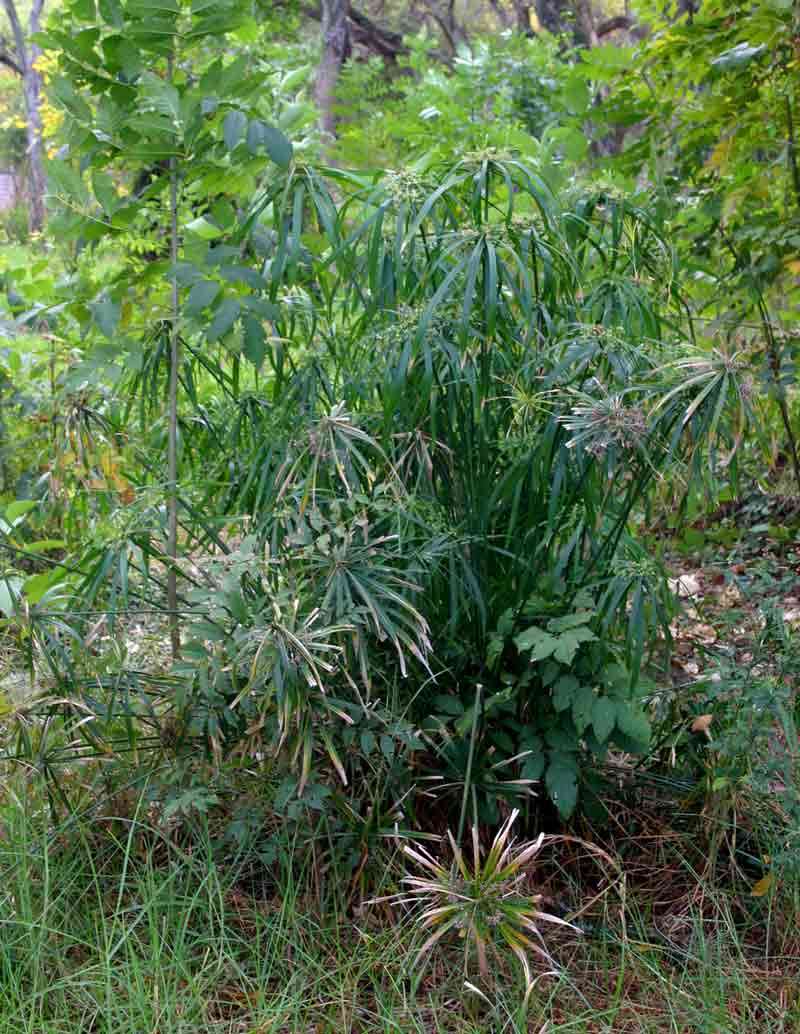 Image of Cyperus alternifolius L.