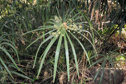 Image of Cyperus alternifolius L.