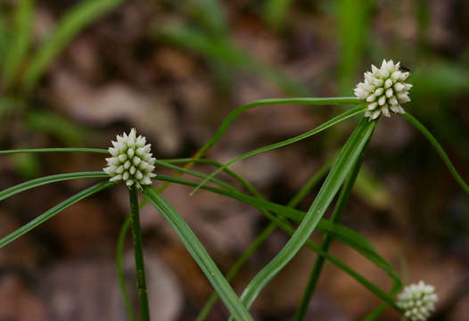 Imagem de Cyperus dubius Rottb.