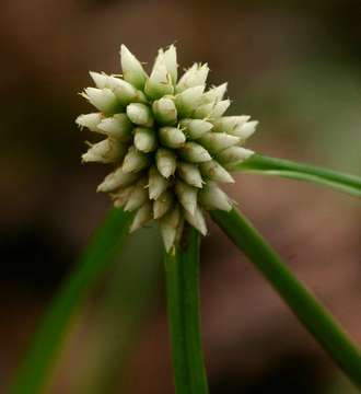 Image de Cyperus dubius Rottb.