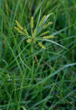 Слика од Cyperus cyperoides (L.) Kuntze