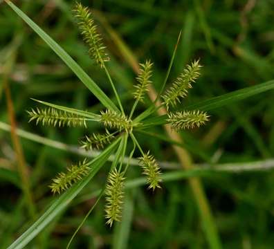 Слика од Cyperus cyperoides (L.) Kuntze