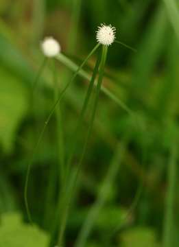 Sivun Cyperus bulbipes Mattf. & Kük. kuva